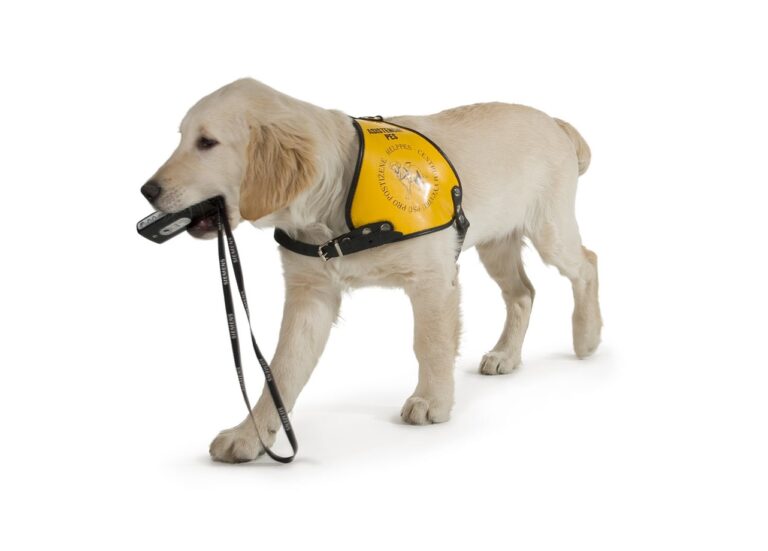 Ukázka výcviku psů pro handicapované osoby